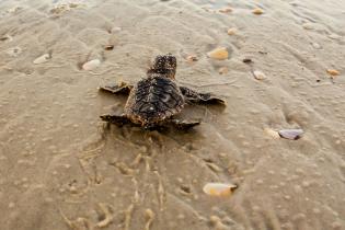 Loggerhead sea turtle hatchling