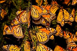 Monarch butterflies