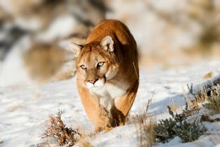 Mountain lion