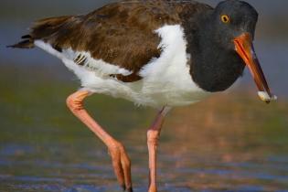 American oystercatcher