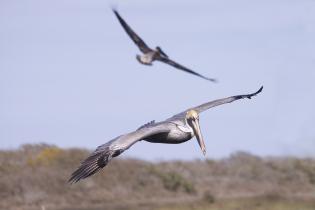 Brown pelicans