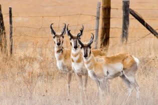 Pronghorn 