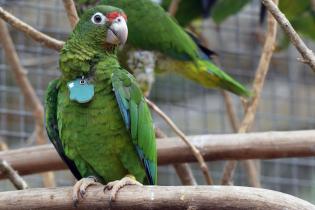 Puerto Rican parrot