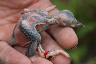 ​Red-cockaded woodpecker chick