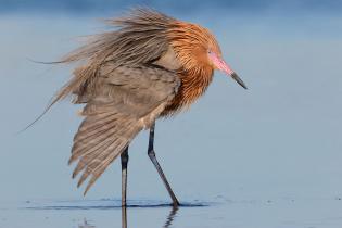 Reddish egret