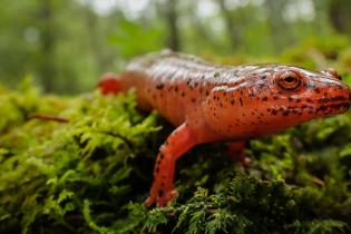 ​Red salamander