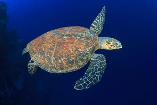 A hawksbill sea turtle swimming in the Gulf of Mexico