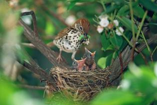 Wood thrush