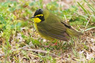 Kentucky warbler