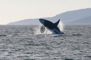 Southern Resident killer whale