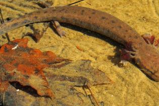 Black Warrior waterdog