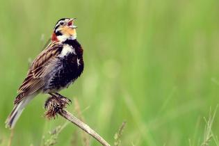 Chestnut-collared longspur