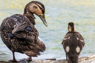 American black duck