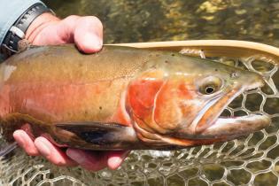 Lahontan Cutthroat Trout – Western Native Trout Initiative