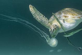 A sea turtle swimming underwater near a jellyfish