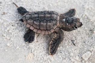 A loggerhead sea turtle hatchling on the beach