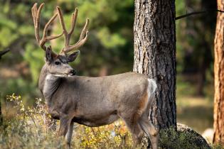 Mule deer in Colorado