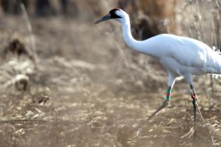 Whooping crane