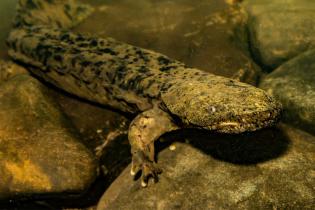 Hellbender