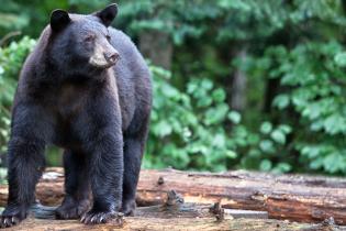 A black bear standing on a log