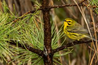 Prairie warbler on a tree branch