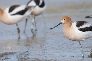 Avocet