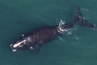 North Atlantic right whale