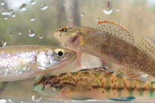 greenbreast darter, tricolor shiner and coosa darter