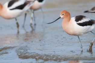 Avocets on the shore of Lake Michigan