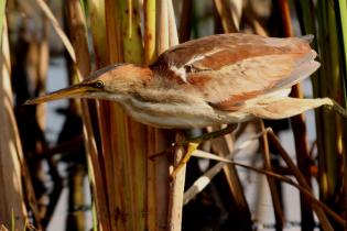 Least bittern