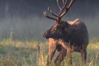 Bull elk