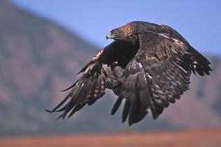 Golden eagle