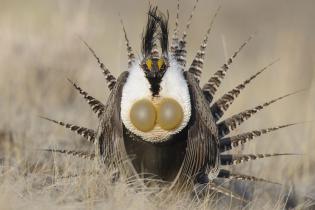 Gunnison sage-grouse