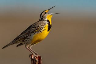 Western meadowlark singing on a spring morning