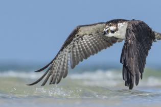 An osprey hunts along  a beach in Florida.