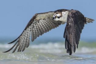 An osprey hunts along  a beach in Florida.