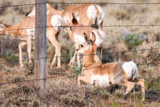 Northern Great Plains Regenerative Grazing ProjectHB - Native