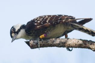 Red-cockaded woodpecker