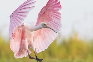 Roseate spoonbill