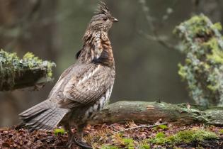 Ruffed grouse