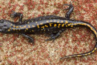 Santa Cruz long-toed salamander