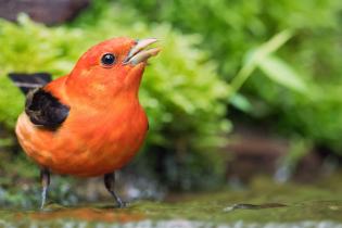 Scarlet tanager