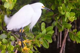 Snowy egret