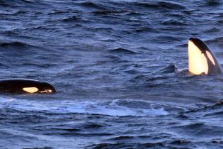 Two Southern Resident killer whales swimming in the Salish Sea