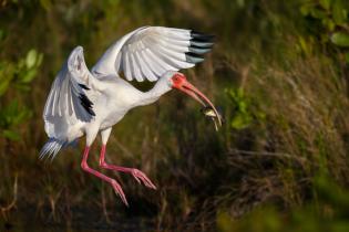 White ibis