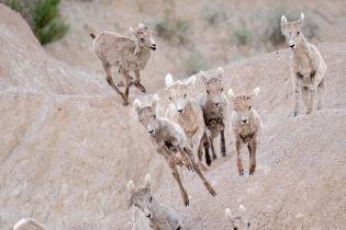 Young bighorn sheep