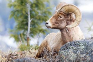 Bighorn sheep