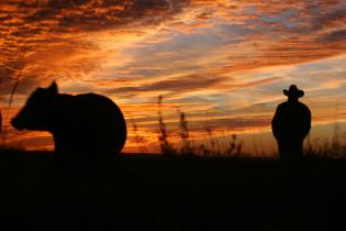 silhouette of cow and cowboy at sunset