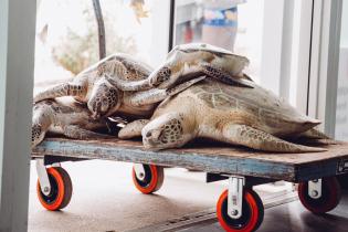 Four cold-stunned sea turtles stacked atop each other are moved into the front door of a veterinary clinic on a wooden dolley.