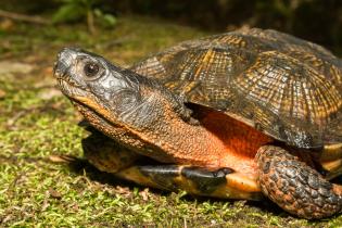 A wood turtle turns away from the camera, exposing its pink neck. It has a brown shell and rests on a mossy surface.